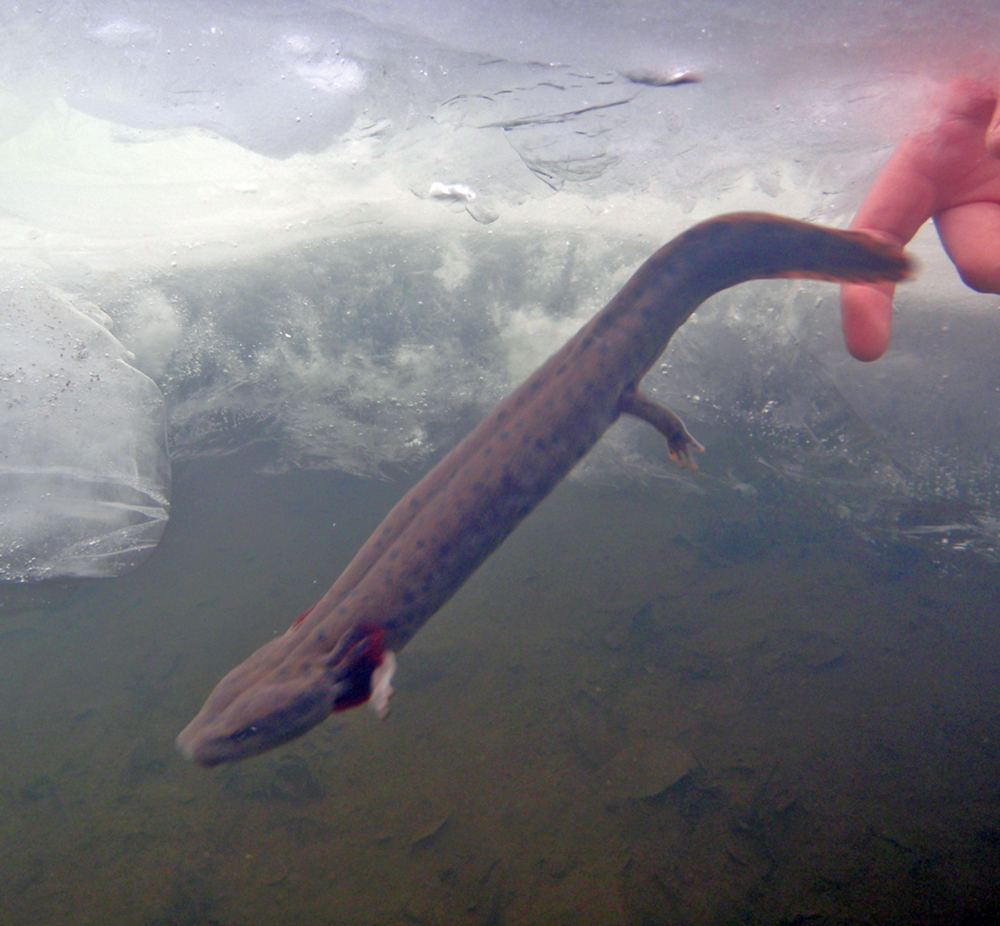 Mudpuppy release through ice Briggs